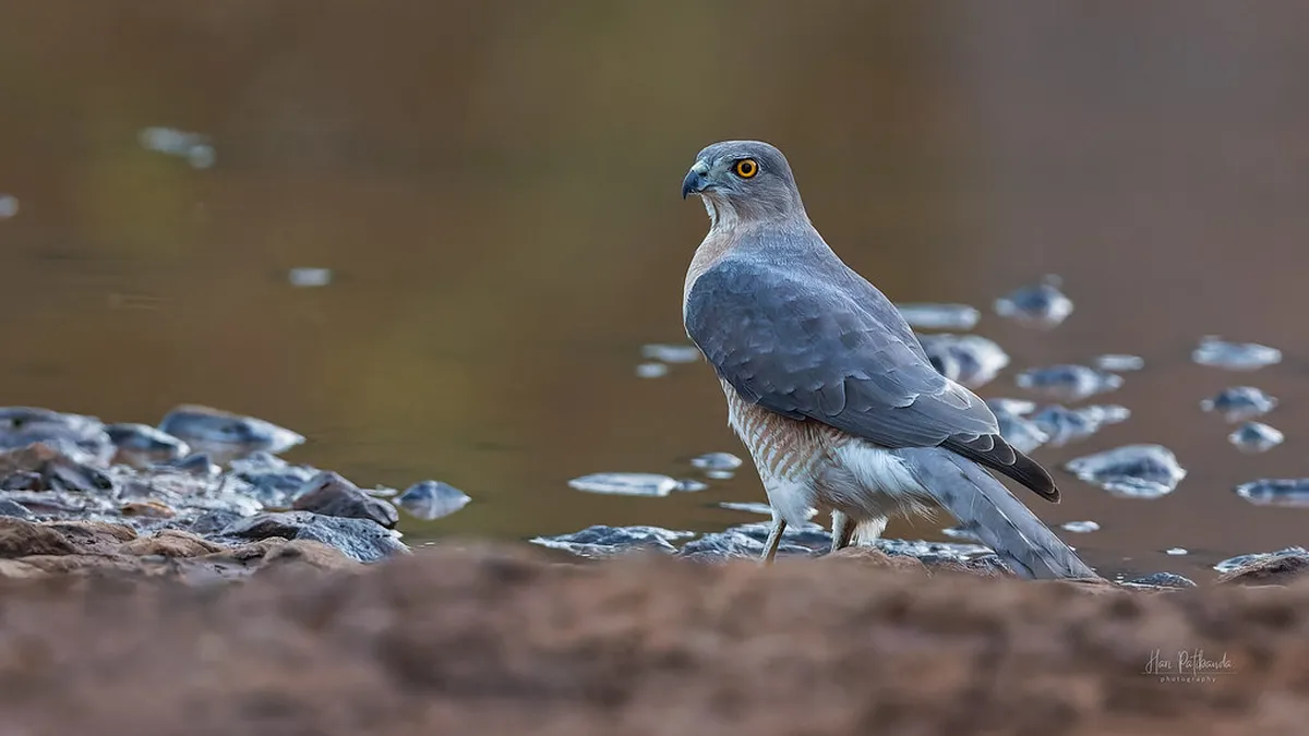 Where to Drink Starobrno Beer Fresh From the Source