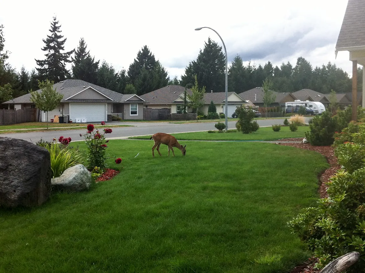 Deer Garden Jelení zahrada Guide: 10 Best Things to Do