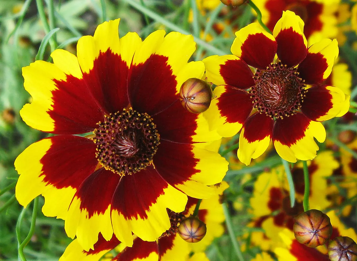 How to Get to Křížová hora Chapel: A Local Guide