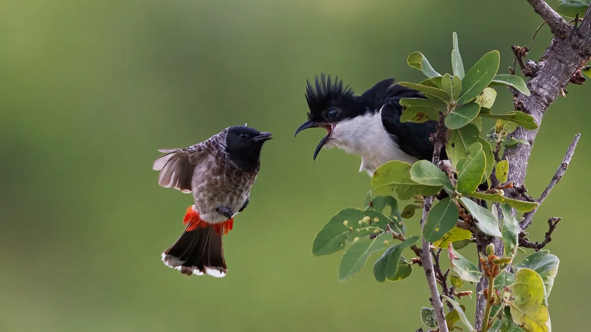 Best Places to Eat Olomoucké Tvarůžky in Olomouc